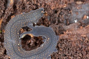 Media type: image; Invertebrate Zoology 29204